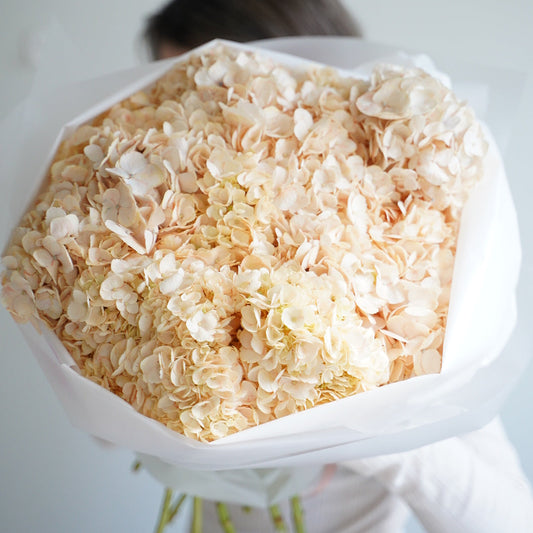 Large bouquet of peach hydrangeas, 25 stems, lush seasonal flowers wrapped in white paper