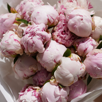light pink peonies order online in Lisbon delivery